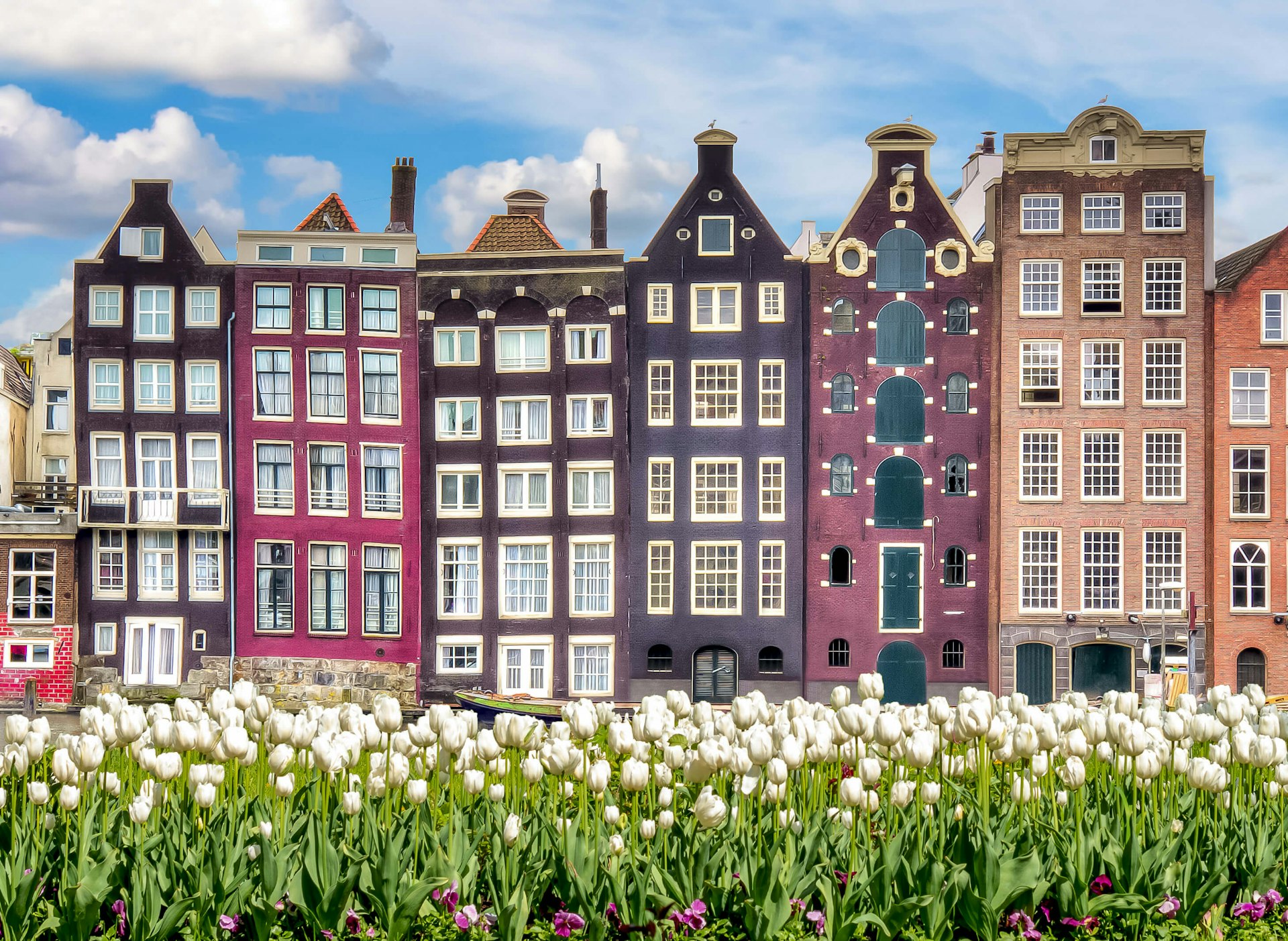 Amsterdam buildings rising above tulip beds